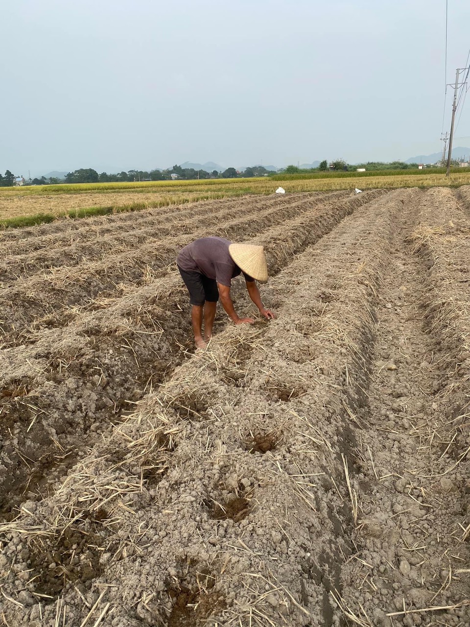 NGƯỜI NÔNG DÂN XÃ KHÔI KỲ ĐANG KHẨN TRƯƠNG THU HOẠCH LÚA VỤ MÙA VÀ ...